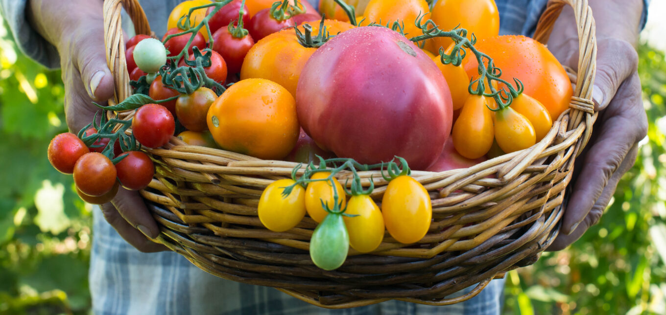 How To Save Heirloom Seeds For Next Year – Mother Earth News - Vimarsana News